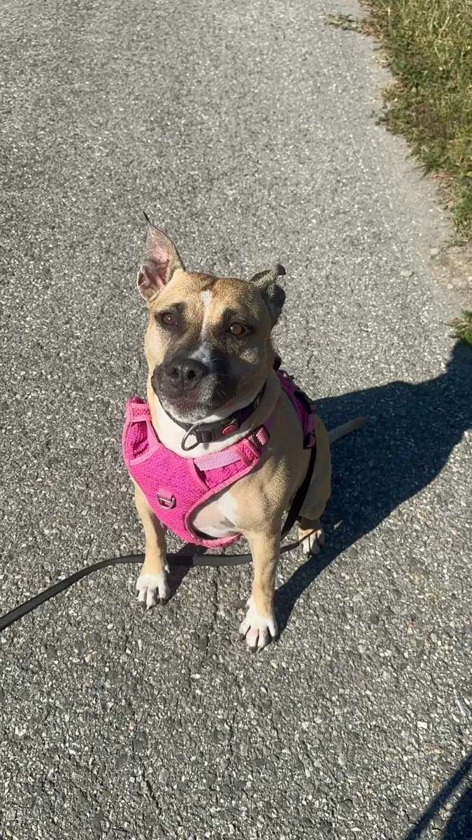 Pam, Beige et blanc female 7yo American Staffordshire Terrier for adoption at SPA Valais, Uvrier