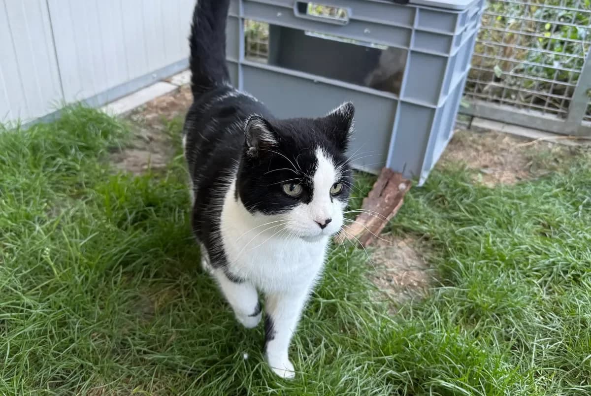 Choupie, Noire et blanche female senior European Shorthair for adoption at SPA Valais, Uvrier