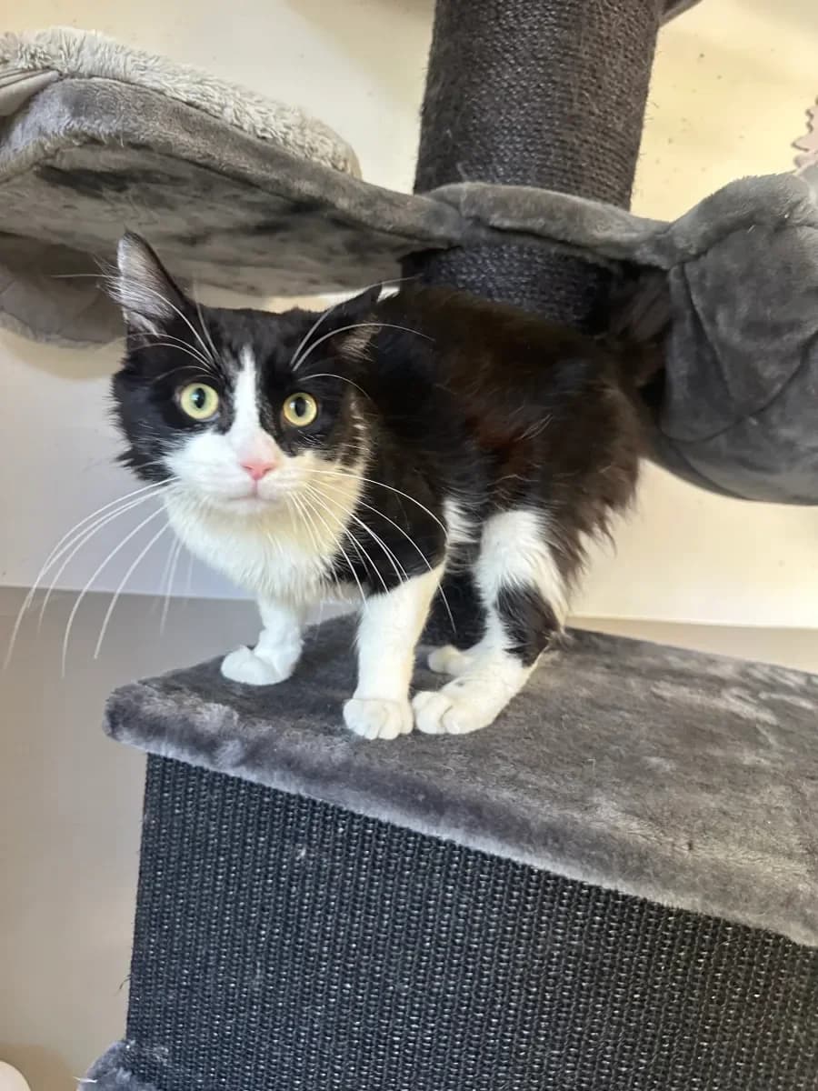 Charlie, Noir et blanc male young European Shorthair for adoption at SPA Valais, Uvrier