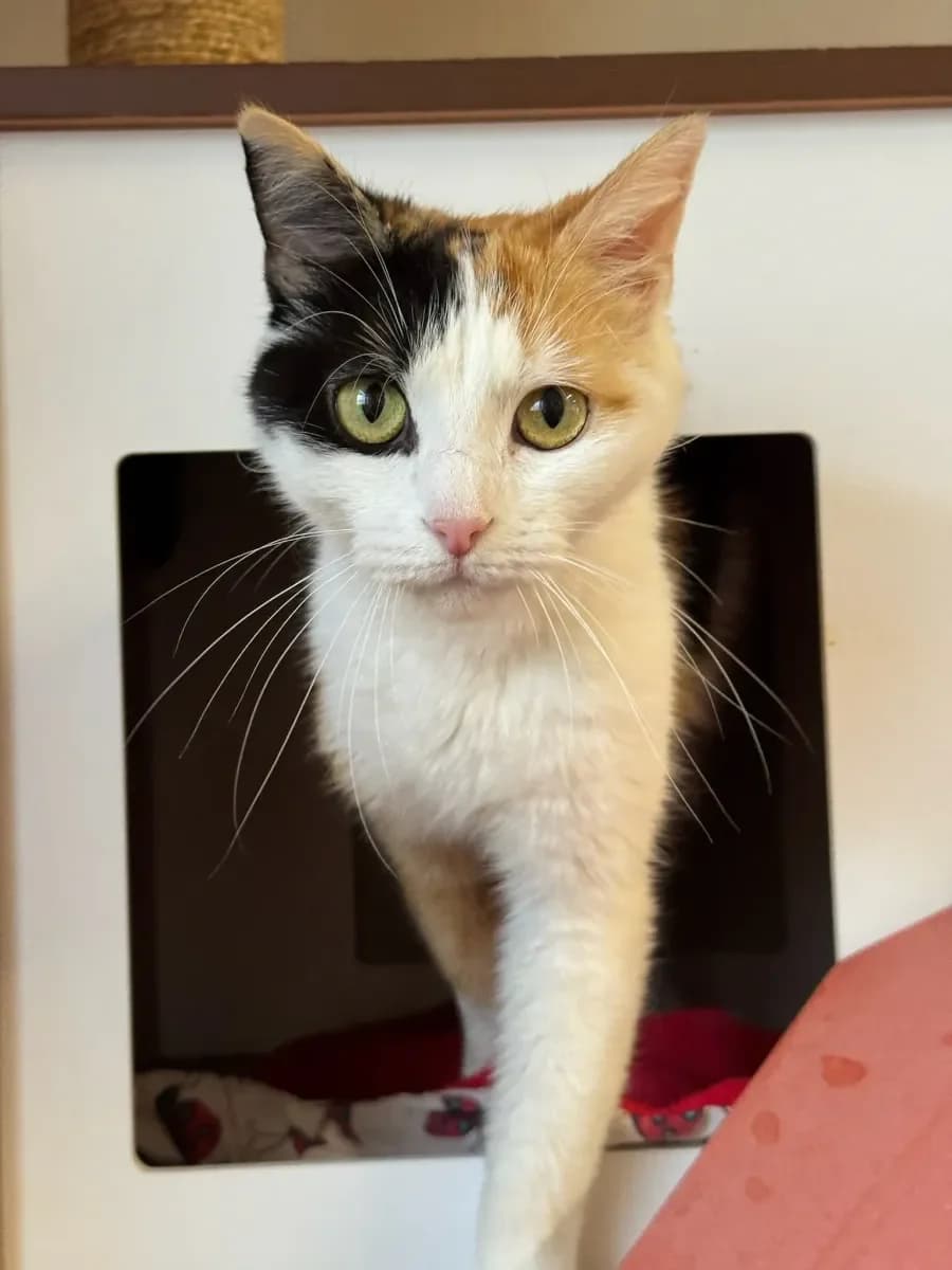 Rainbow, Tricolore male young European Shorthair for adoption at SPA Valais, Uvrier