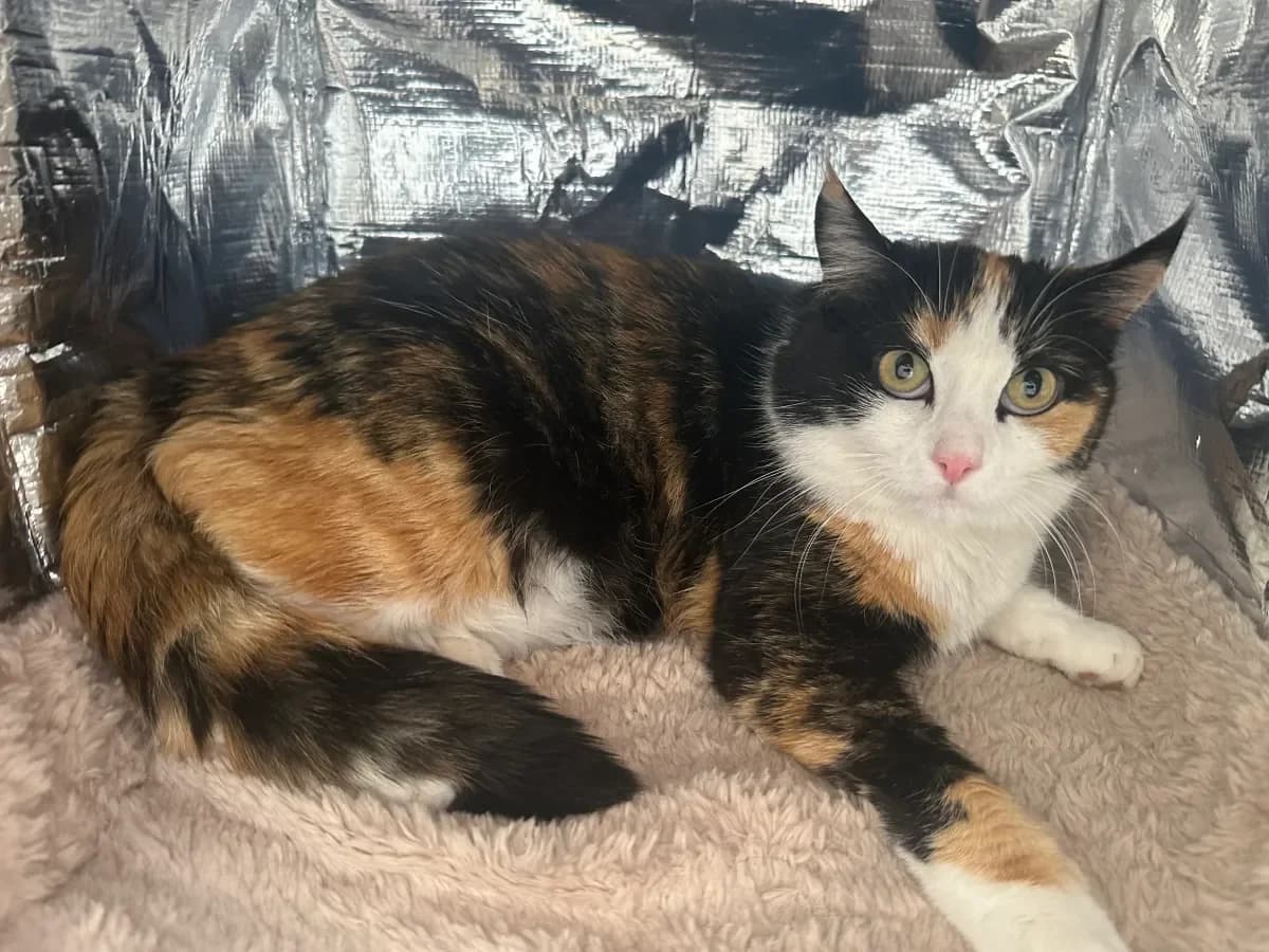 Mimi, Tricolore female 5yo European Shorthair for adoption at SPA Valais, Uvrier