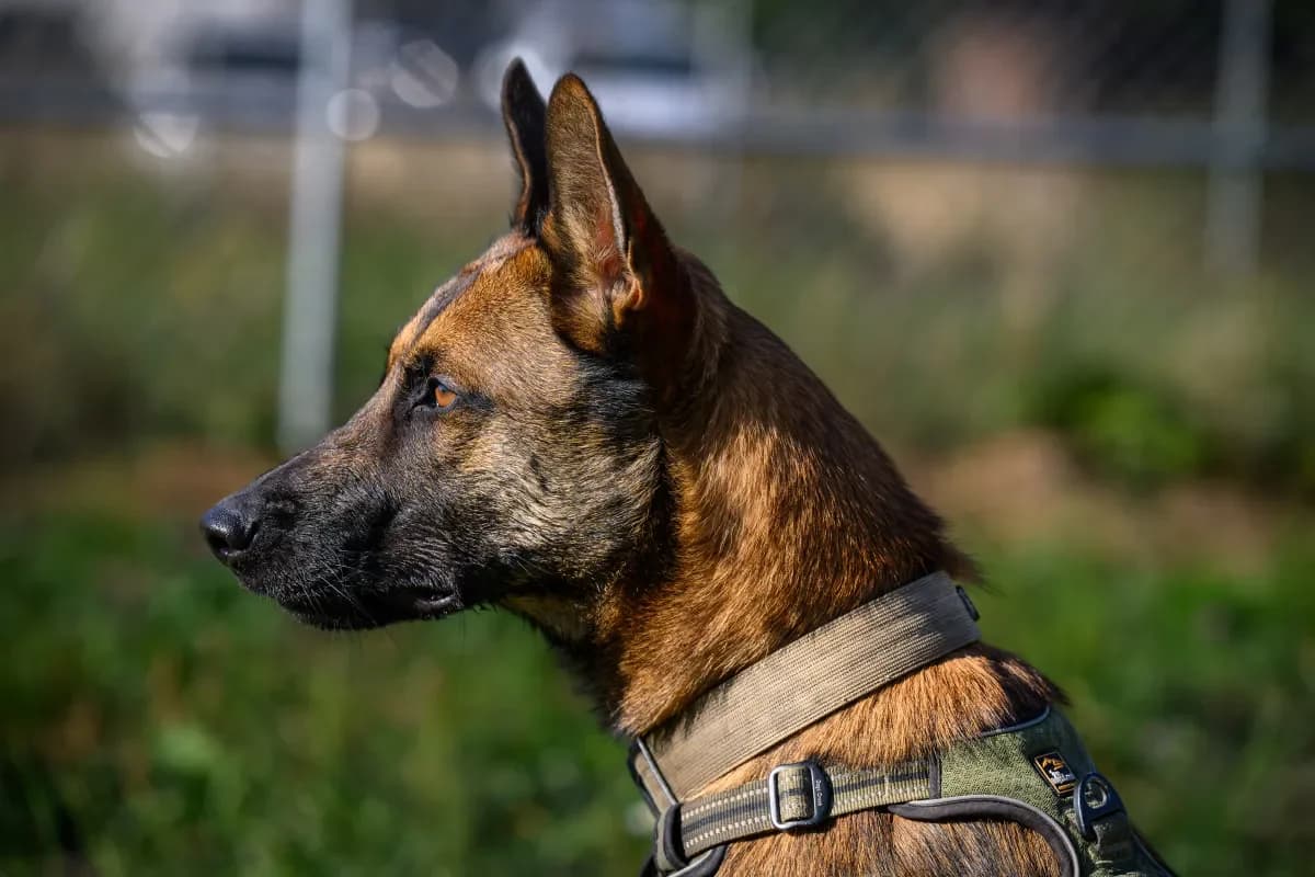 Venom, Fauve male young Belgian Malinois for adoption at SPA Valais, Uvrier