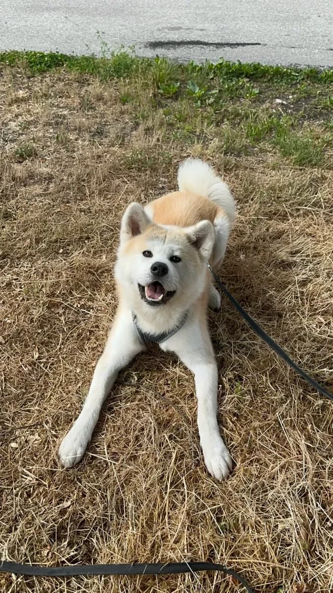 Aïko, Roux male young Akita for adoption at SPA Valais, Uvrier
