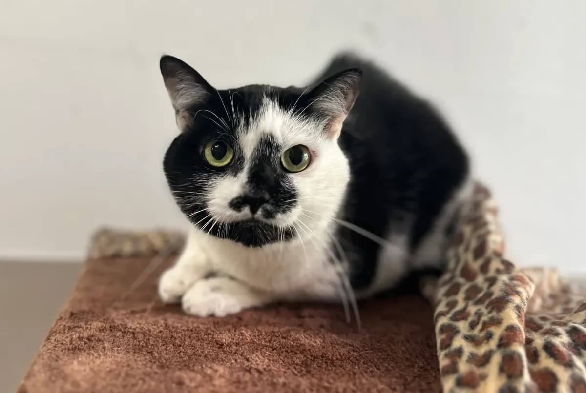 Jamie, Noir-blanc male 3yo European Shorthair for adoption at SPA Valais, Uvrier