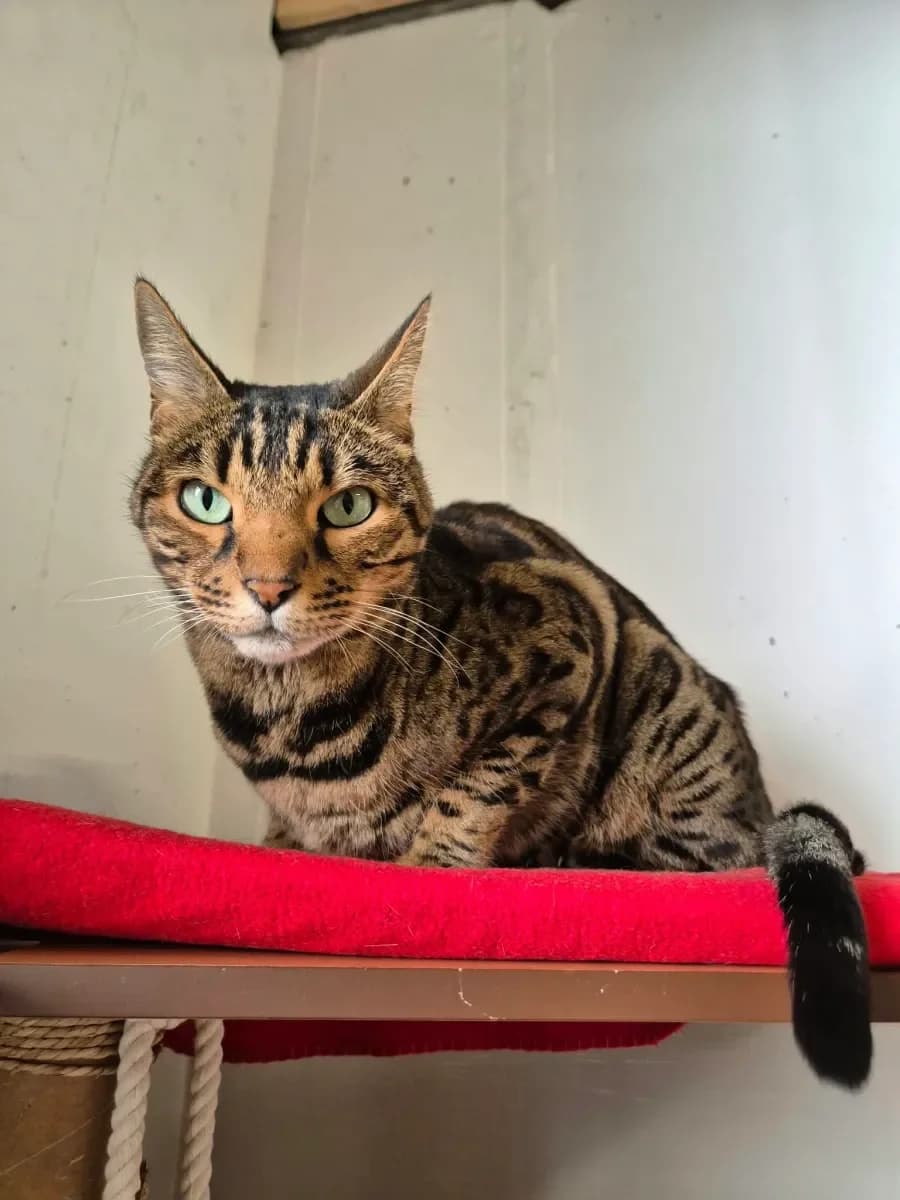 Zoulou, Brown spotted male senior Bengal for adoption at SPA Valais, Uvrier