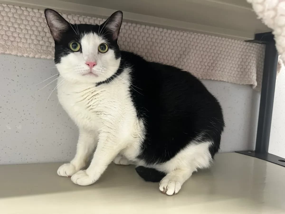 Panda, Noir-blanc male 7yo European Shorthair for adoption at SPA Valais, Uvrier