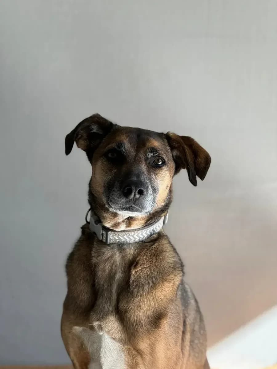 Lucky, Brun female 5yo Mixed Breed for adoption at SPA Valais, Uvrier