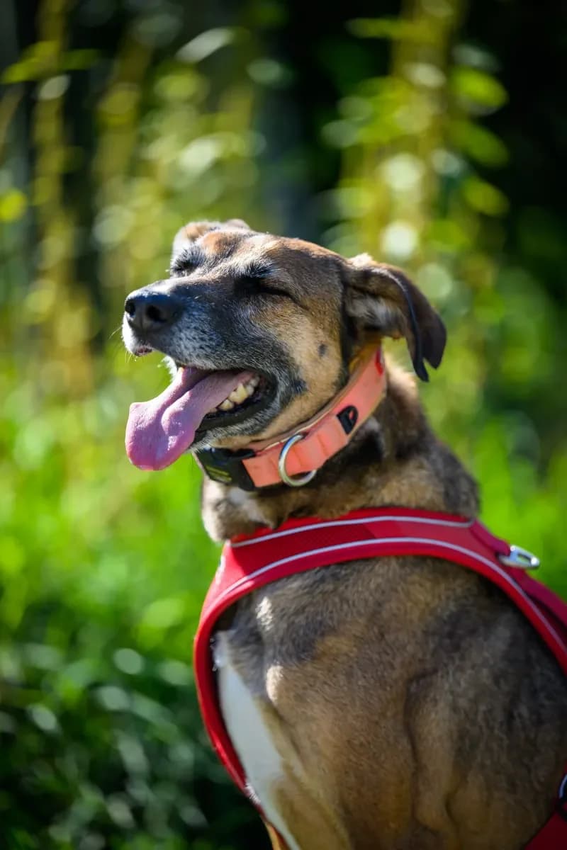 Lucky, Brun female 5yo Mixed Breed for adoption at SPA Valais, Uvrier