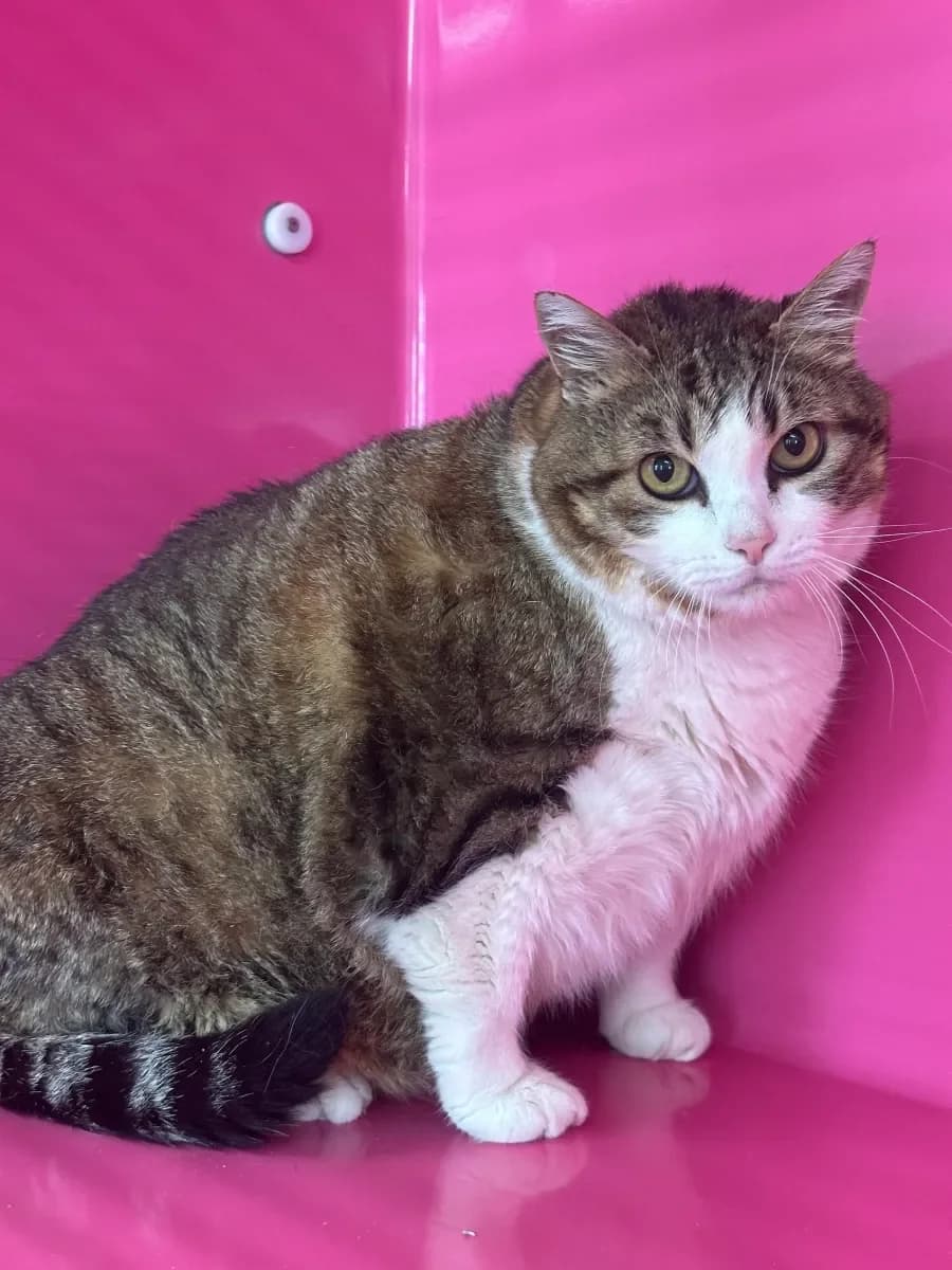 Mickey, Tigré et blanc male 7yo European Shorthair for adoption at SPA Valais, Uvrier