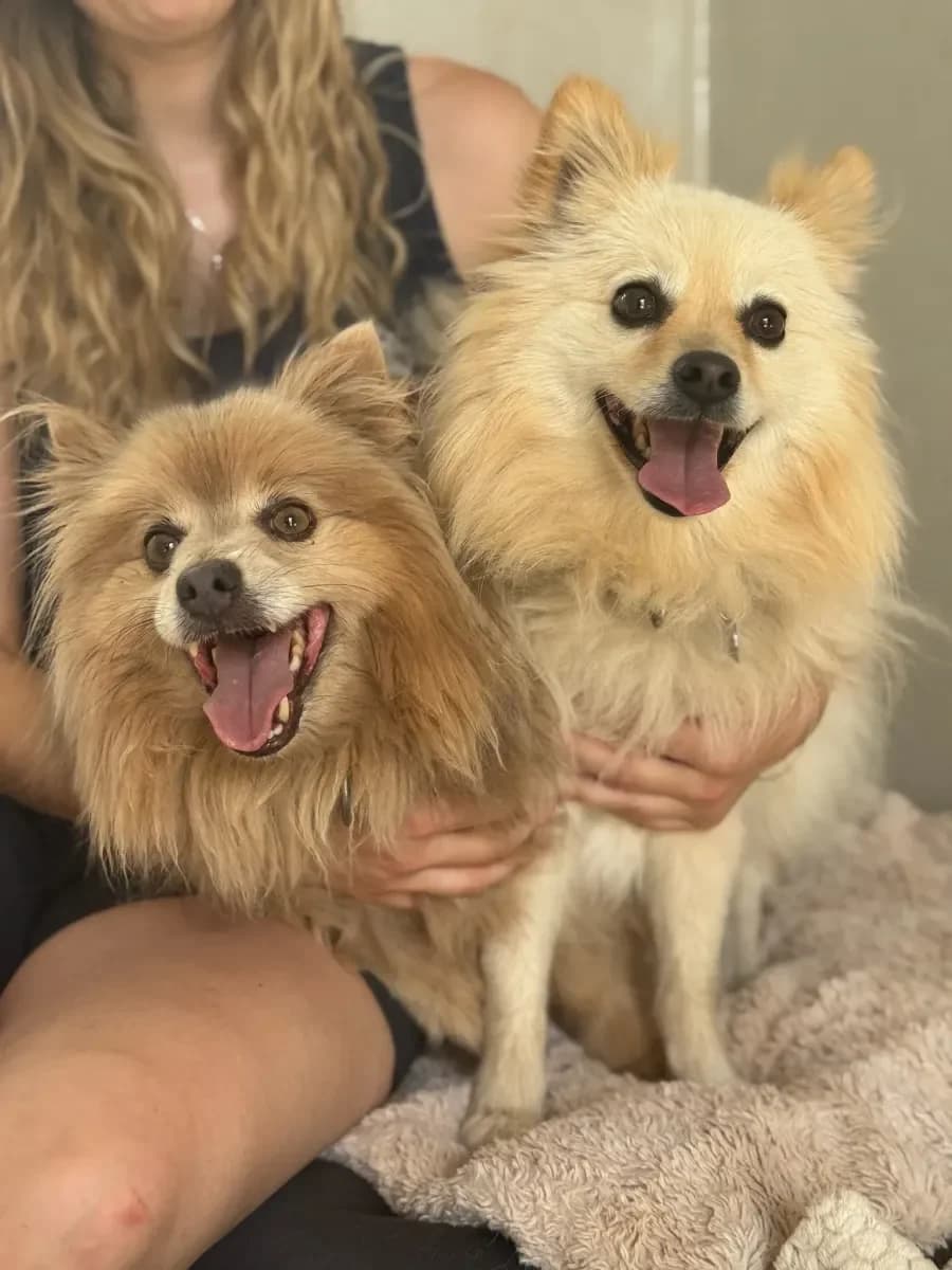 Wendy et Meiko, mixed breed for adoption at SPA Valais, Uvrier