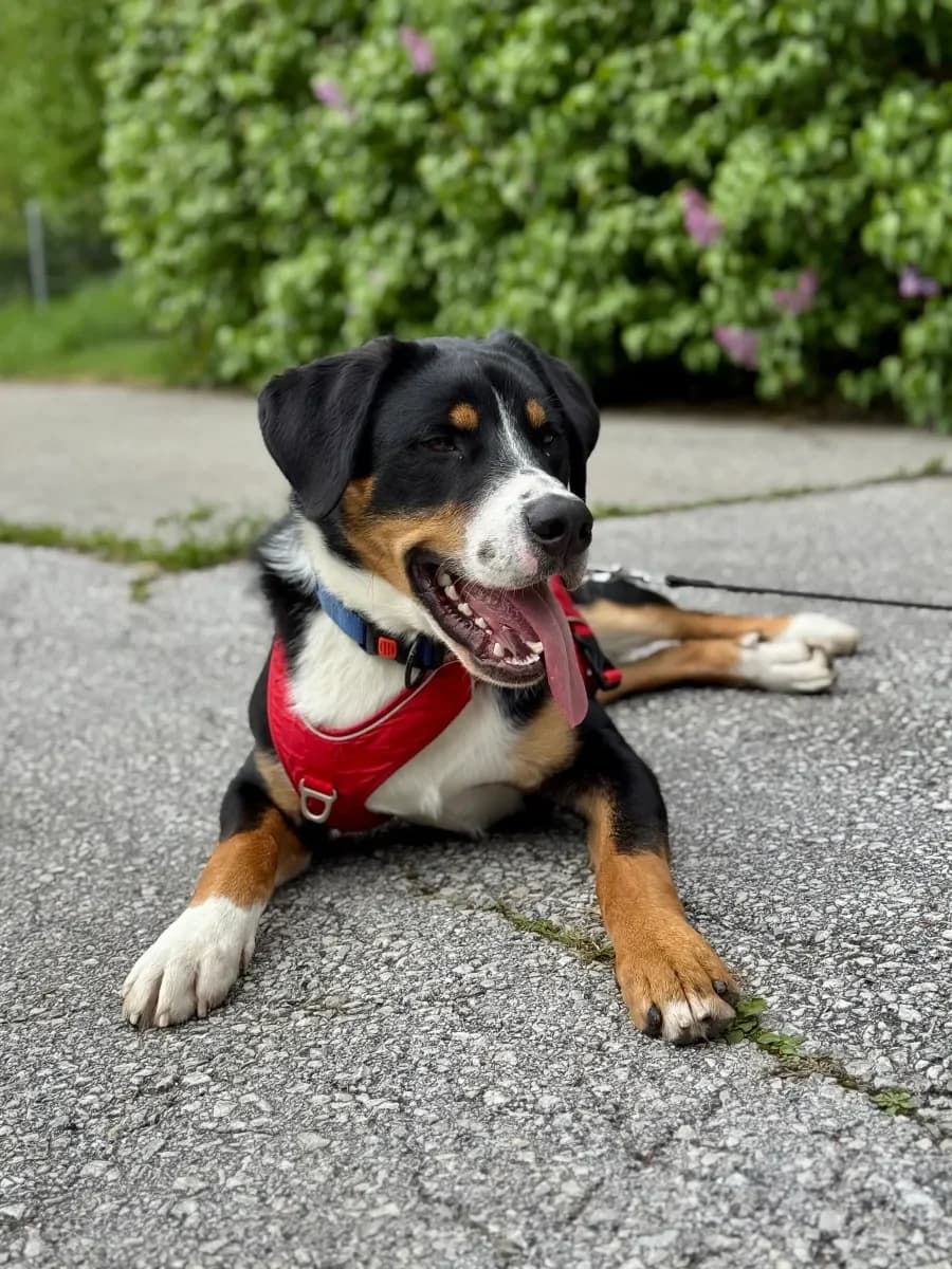 Alka, Tricolore male young mixed breed for adoption at SPA Valais, Uvrier