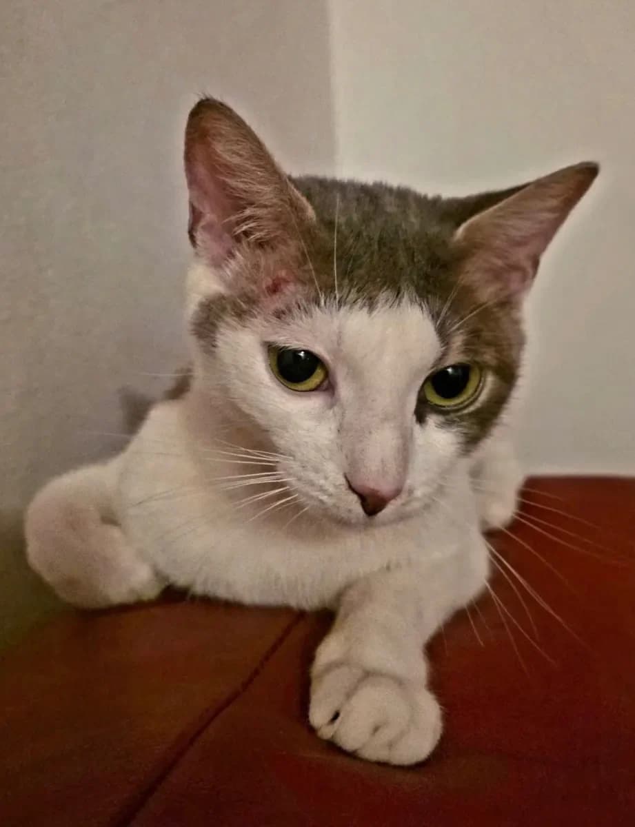 Kiko, Blanche et grise female young European Shorthair for adoption at SPA Valais, Uvrier