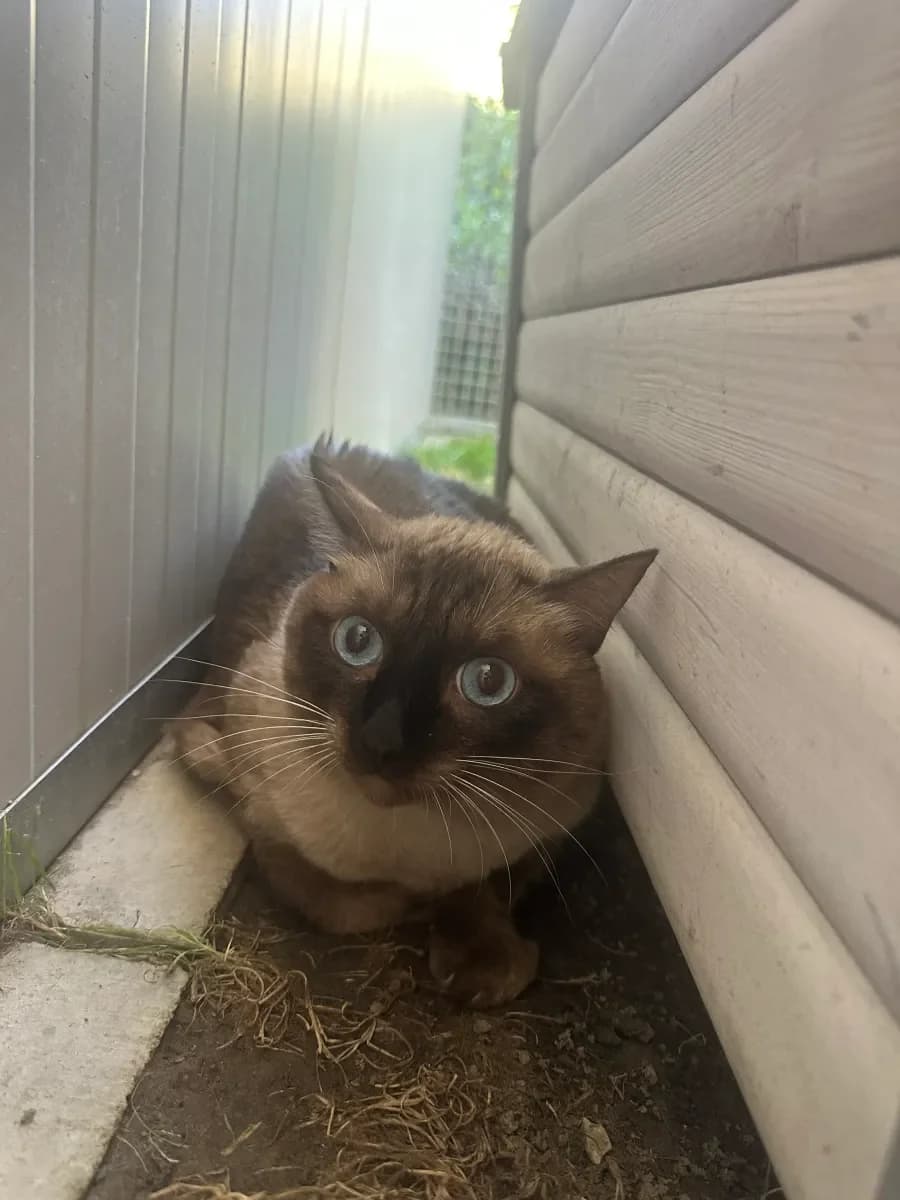 Menino, Crème-brun male 4yo European Shorthair for adoption at SPA Valais, Uvrier