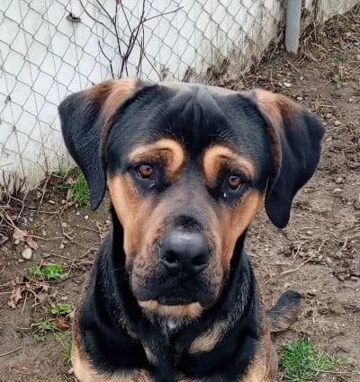 Boica, male young mixed breed for adoption at SPALV – Locarno, Gordola