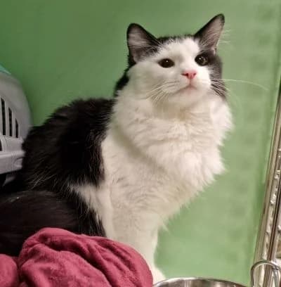 Tommy, male mixed breed for adoption at SPALV – Locarno, Gordola