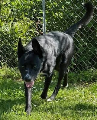 Riky, male 4yo mixed breed for adoption at SPALV – Locarno, Gordola