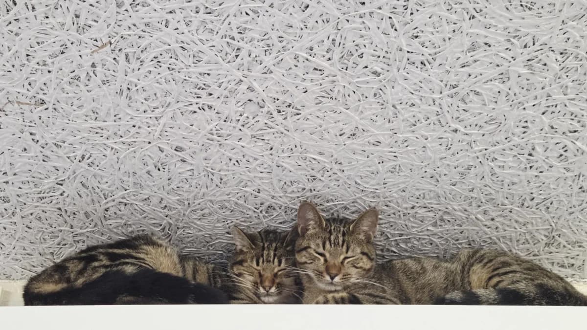 2 gattini cercano casa, male young Mixed Breed for adoption at SPALV – Locarno, Gordola