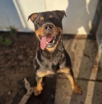 Tyron, male 3yo mixed breed for adoption at SPALV – Locarno, Gordola