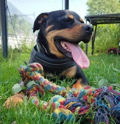 Tyron, male 3yo mixed breed for adoption at SPALV – Locarno, Gordola