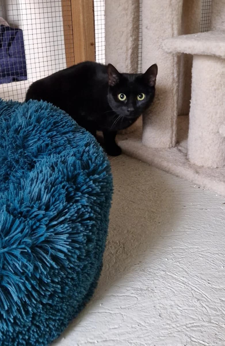 Bloom, young Mixed Breed for adoption at SPALV – Locarno, Gordola