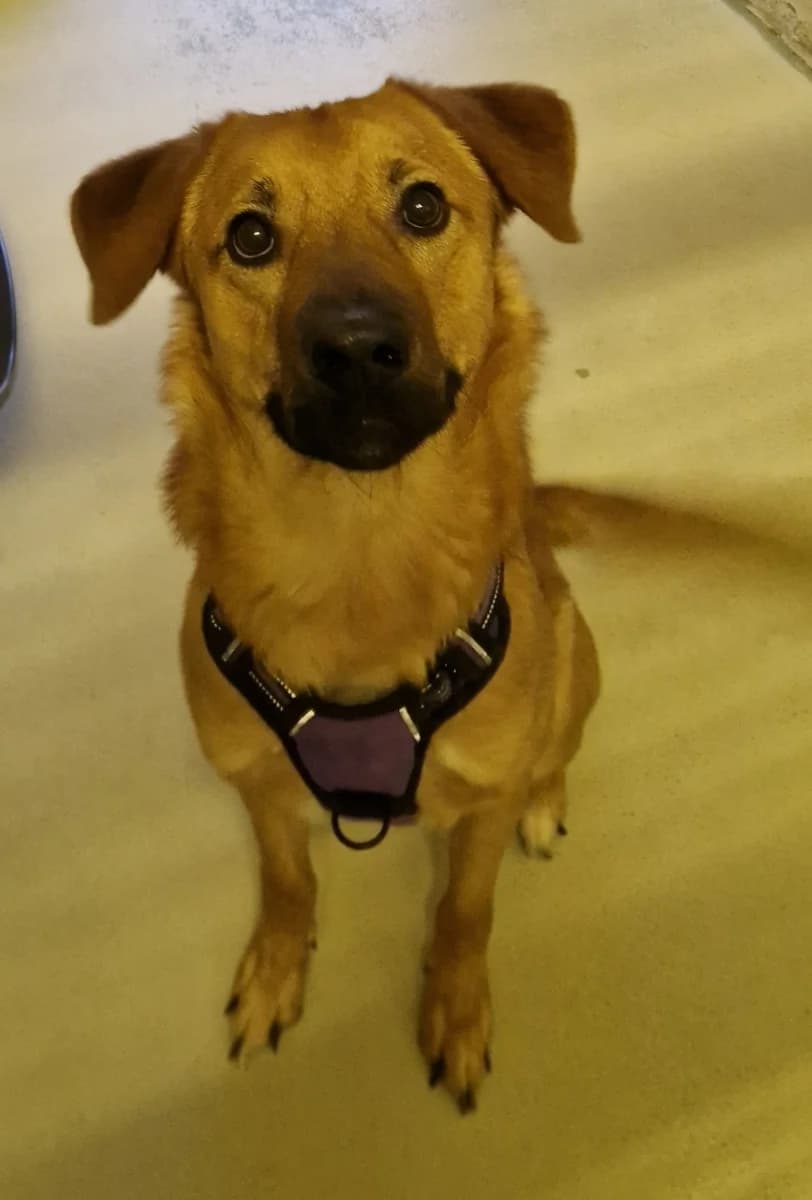 Zeus, male young Mixed Breed for adoption at SPALV – Locarno, Gordola