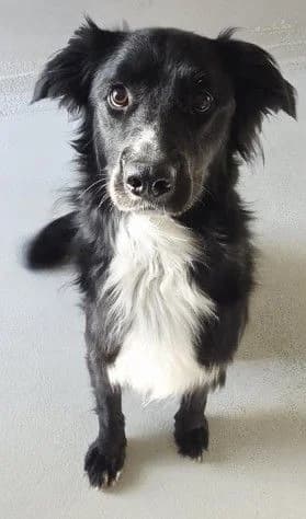 Rocky, male 3yo mixed breed for adoption at SPALV – Locarno, Gordola