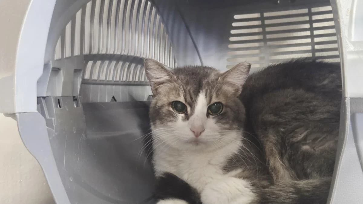 Filippo, male senior Mixed Breed for adoption at SPALV – Locarno, Gordola