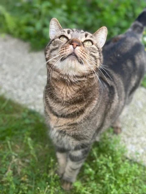 Gray, male senior European Shorthair for adoption at SPALV – Locarno, Gordola