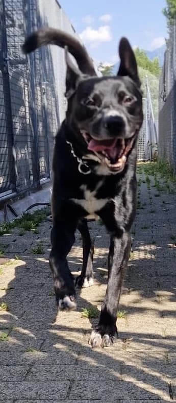Ricky, male 4yo mixed breed for adoption at SPALV – Locarno, Gordola