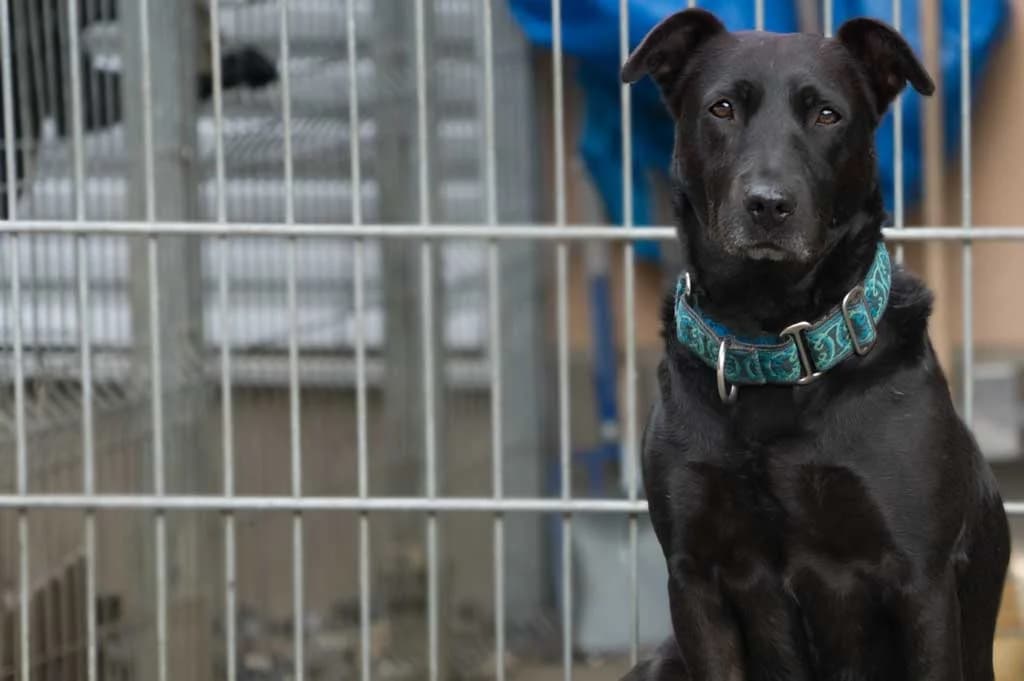 Hope, female Mixed Breed for adoption at Stiftung Paradiesli, Tierheim für Ob und Nidwalden