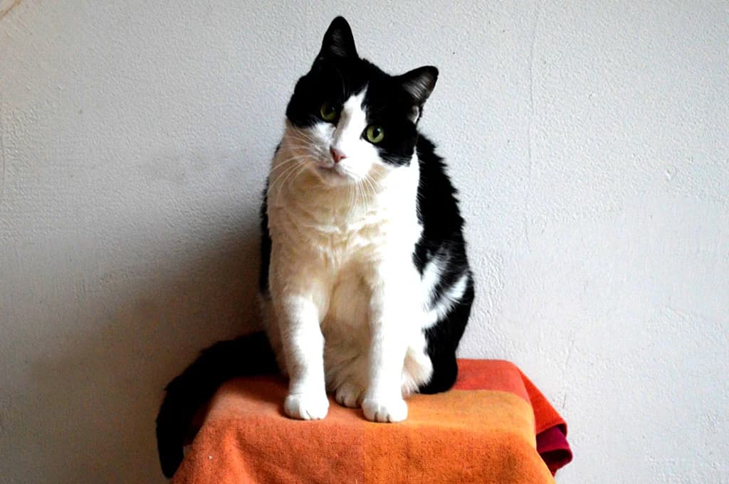 Mikesch, senior Mixed Breed for adoption at Stiftung Paradiesli, Tierheim für Ob und Nidwalden