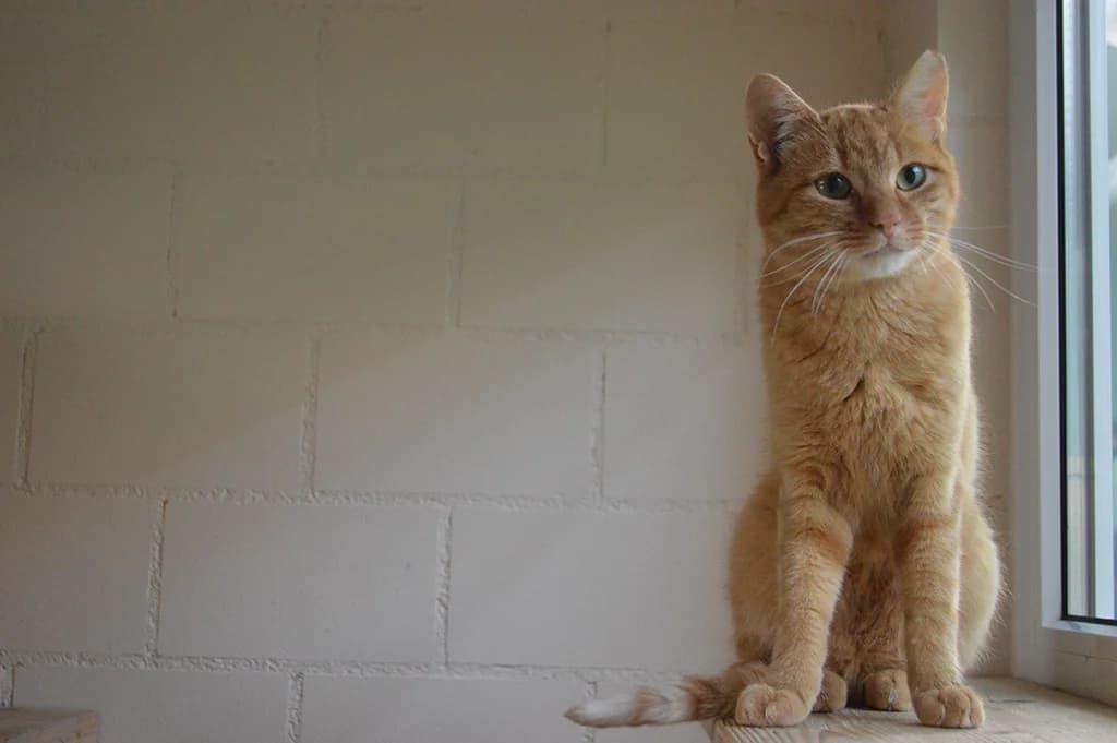 Dean, male Mixed Breed for adoption at Stiftung Paradiesli, Tierheim für Ob und Nidwalden