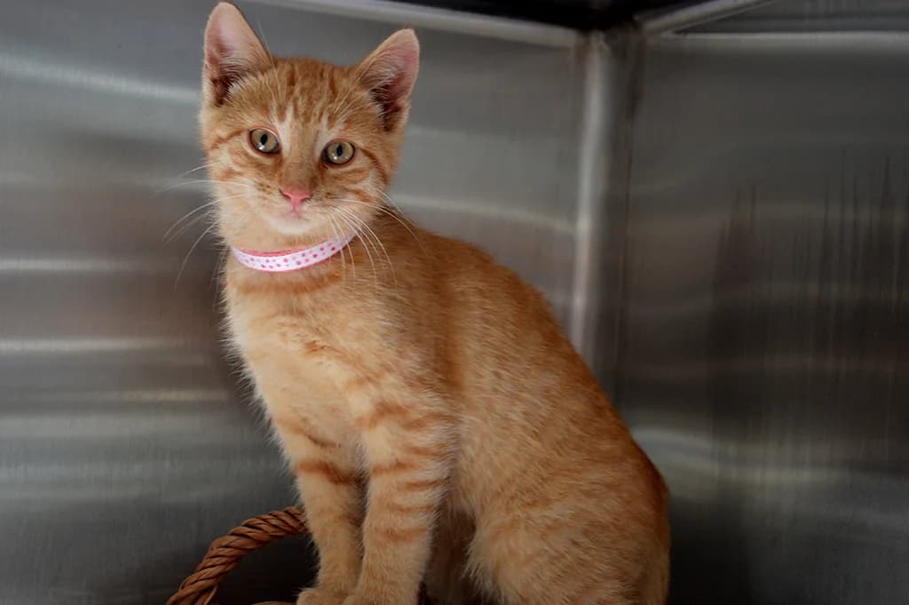 Chaka, male Mixed Breed for adoption at Stiftung Paradiesli, Tierheim für Ob und Nidwalden