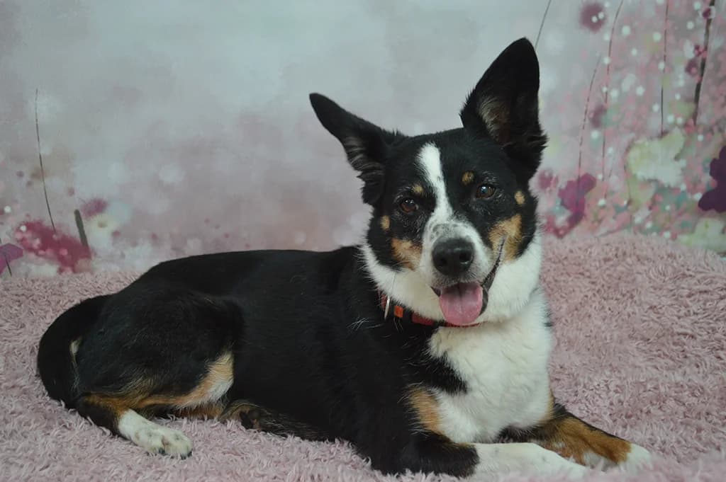 Nora, female Mixed Breed for adoption at Stiftung Paradiesli, Tierheim für Ob und Nidwalden