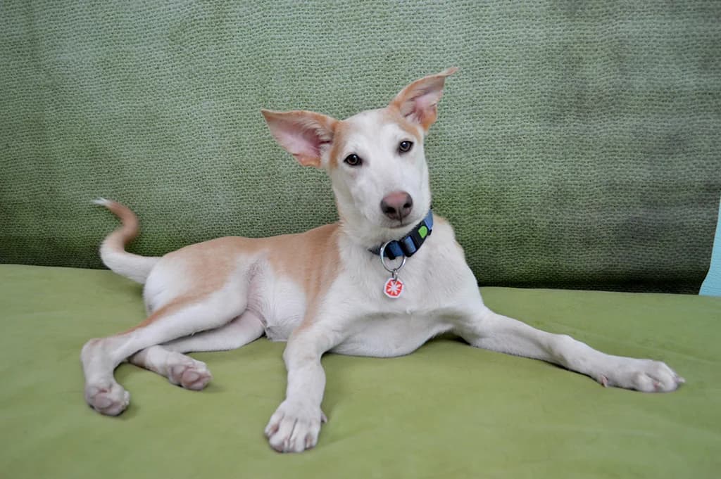 Jabba, female Mixed Breed for adoption at Stiftung Paradiesli, Tierheim für Ob und Nidwalden