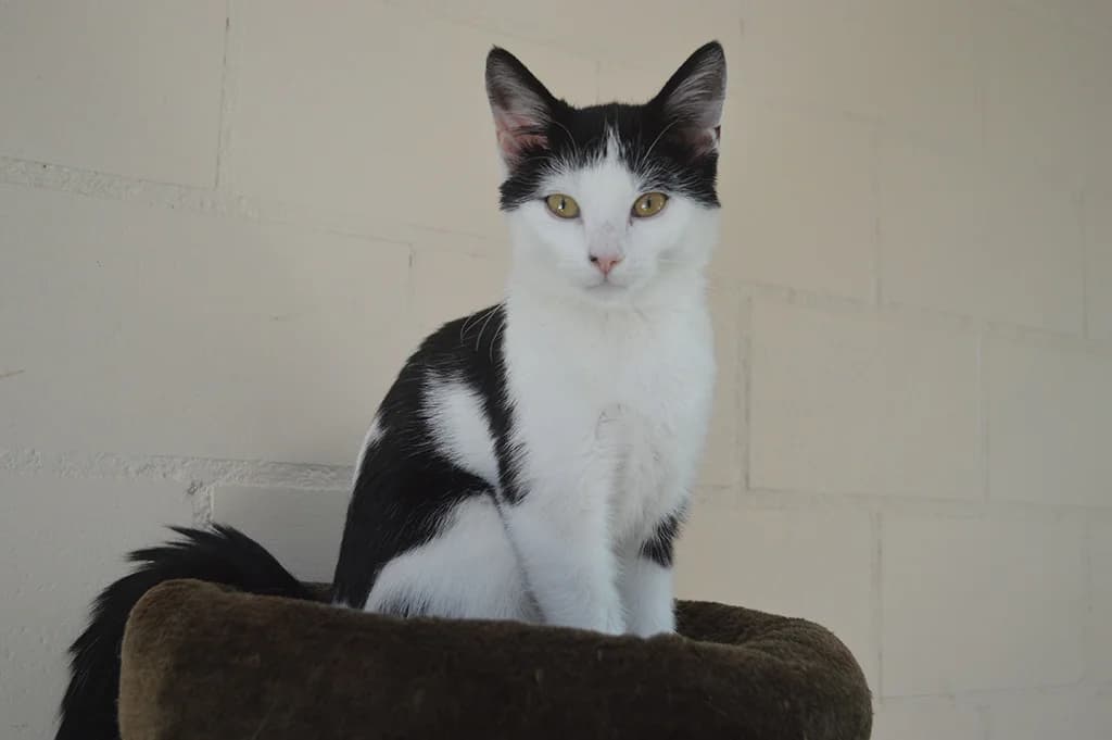 Zac, male Mixed Breed for adoption at Stiftung Paradiesli, Tierheim für Ob und Nidwalden