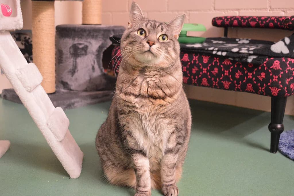 Mischa, male Mixed Breed for adoption at Stiftung Paradiesli, Tierheim für Ob und Nidwalden