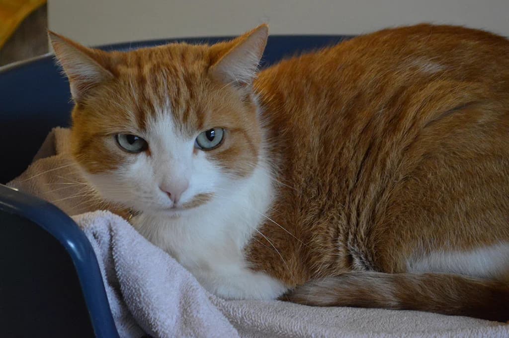 Toby, male Mixed Breed for adoption at Stiftung Paradiesli, Tierheim für Ob und Nidwalden