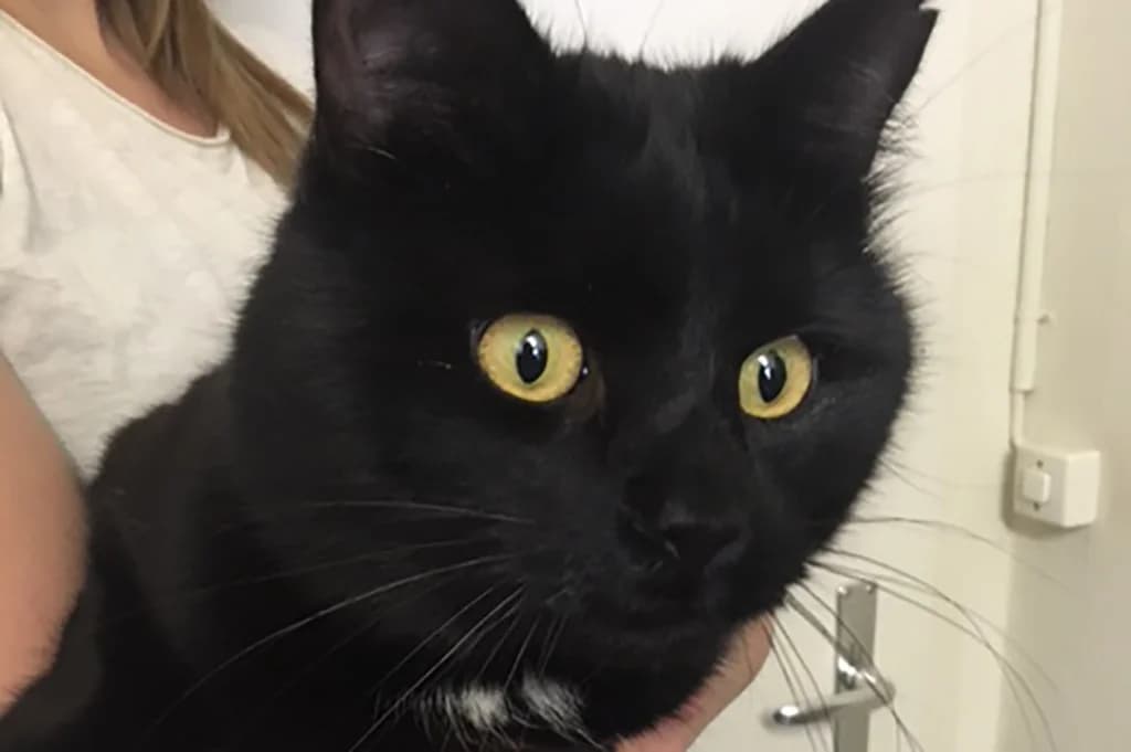 Othello, male Mixed Breed for adoption at Stiftung Paradiesli, Tierheim für Ob und Nidwalden