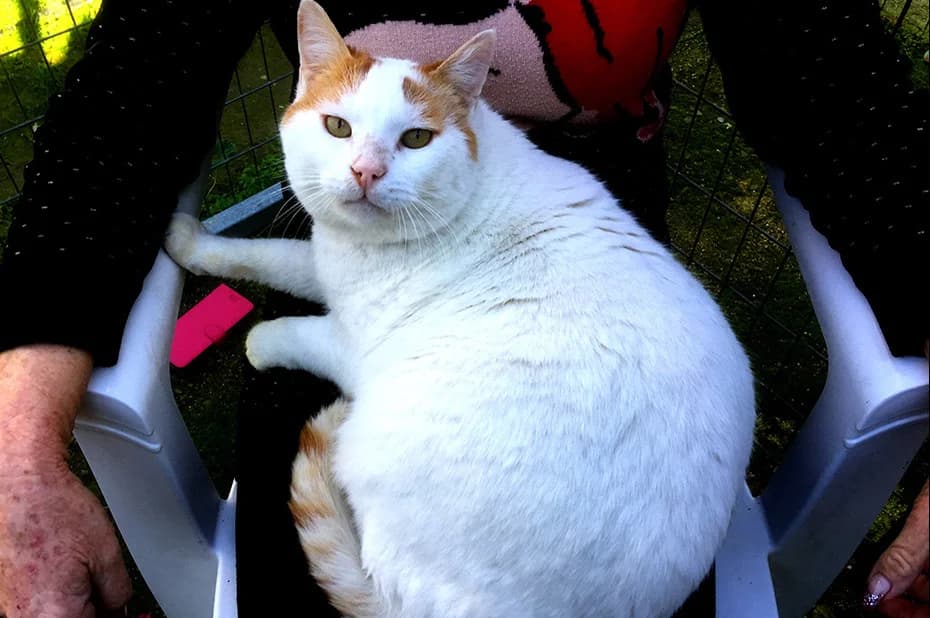 Louis, male Mixed Breed for adoption at Stiftung Paradiesli, Tierheim für Ob und Nidwalden