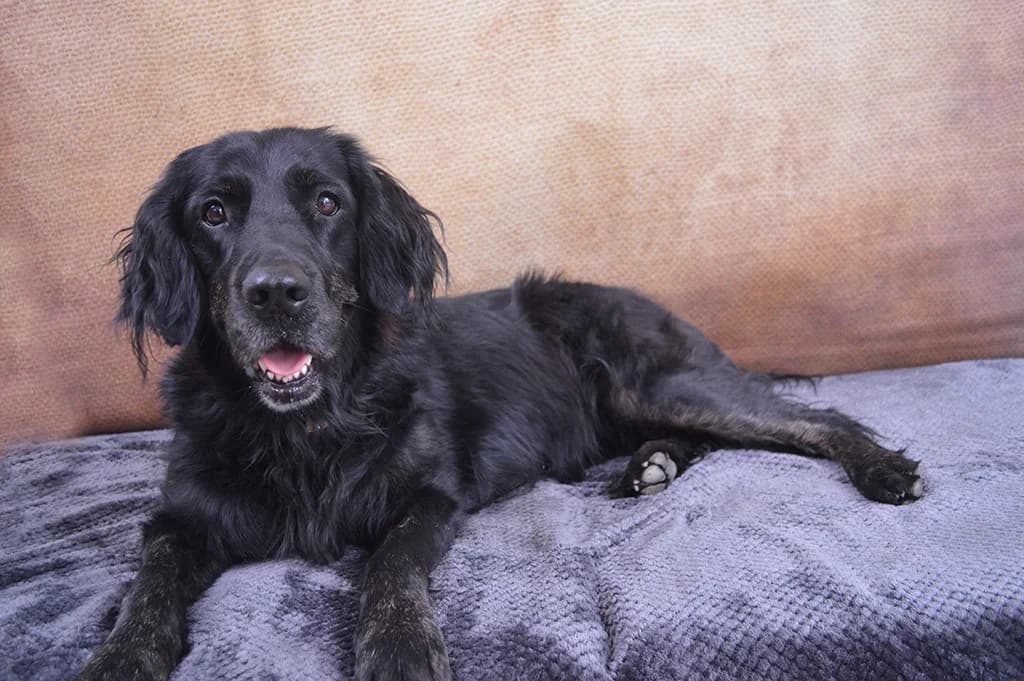 Luna, female Mixed Breed for adoption at Stiftung Paradiesli, Tierheim für Ob und Nidwalden