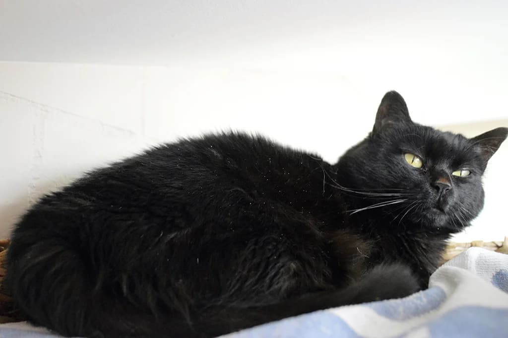 Gipsy, female Mixed Breed for adoption at Stiftung Paradiesli, Tierheim für Ob und Nidwalden