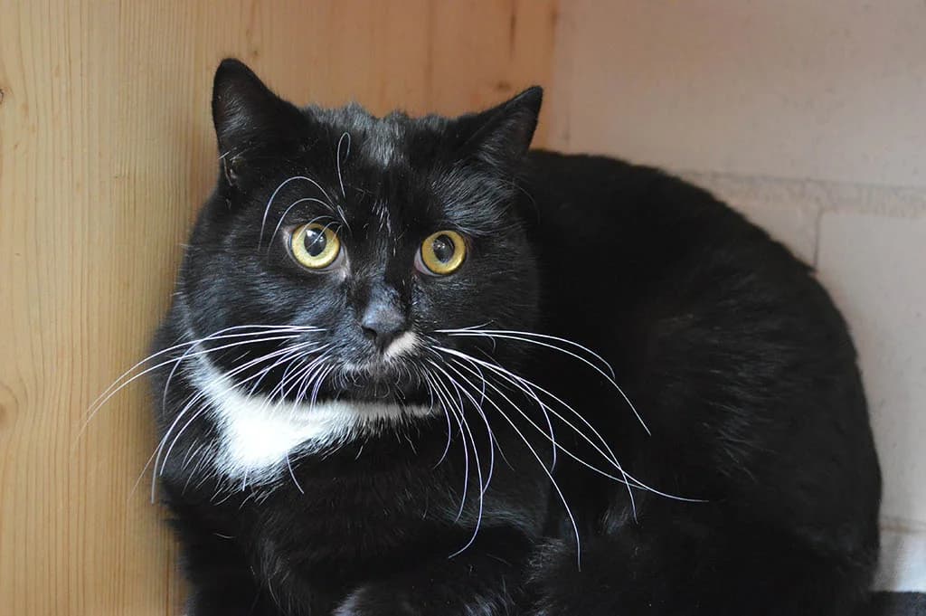 Chicco, male Mixed Breed for adoption at Stiftung Paradiesli, Tierheim für Ob und Nidwalden