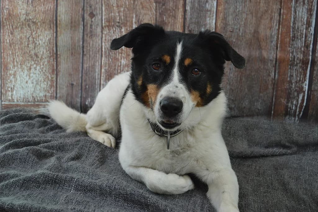 Molly, female Mixed Breed for adoption at Stiftung Paradiesli, Tierheim für Ob und Nidwalden