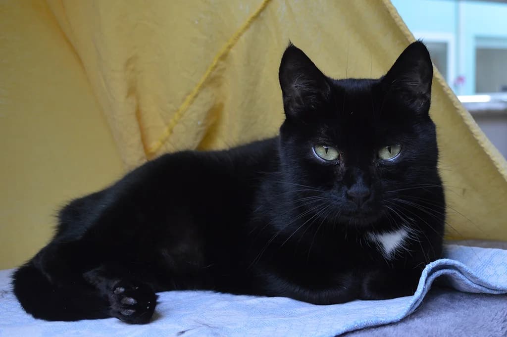 Simba, male Mixed Breed for adoption at Stiftung Paradiesli, Tierheim für Ob und Nidwalden