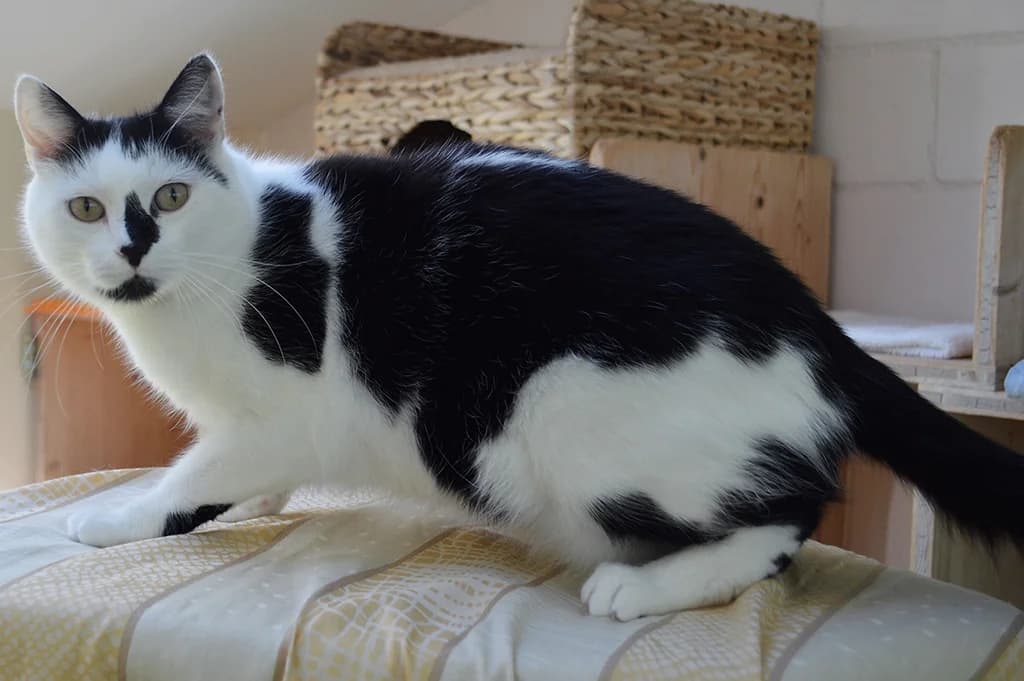 Beno, male Mixed Breed for adoption at Stiftung Paradiesli, Tierheim für Ob und Nidwalden