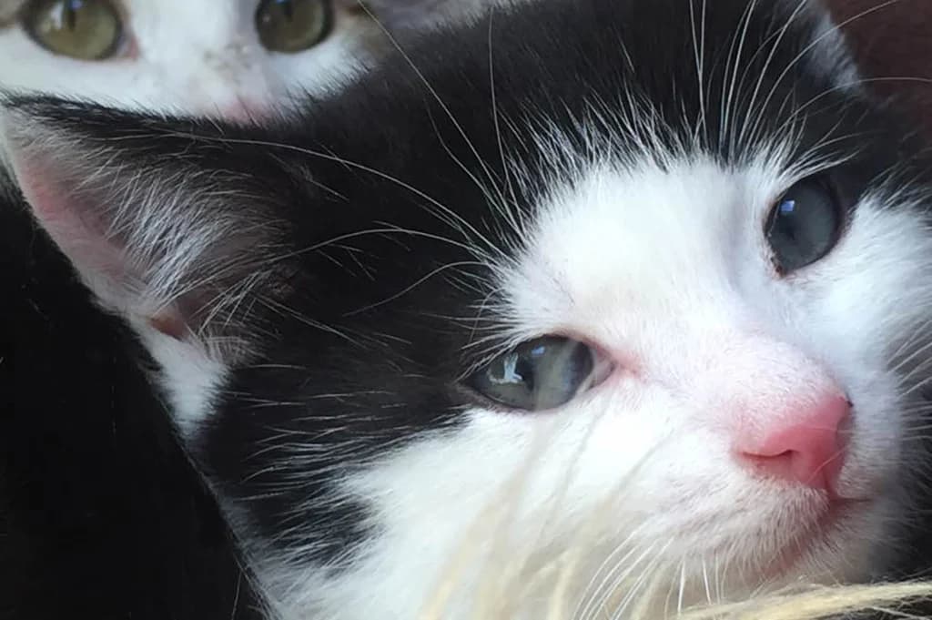 Nino, male Mixed Breed for adoption at Stiftung Paradiesli, Tierheim für Ob und Nidwalden