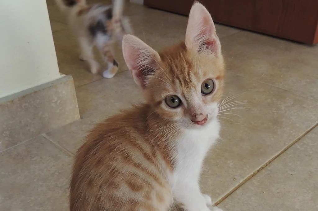 Pepino und Filipe, male Mixed Breed for adoption at Stiftung Paradiesli, Tierheim für Ob und Nidwalden