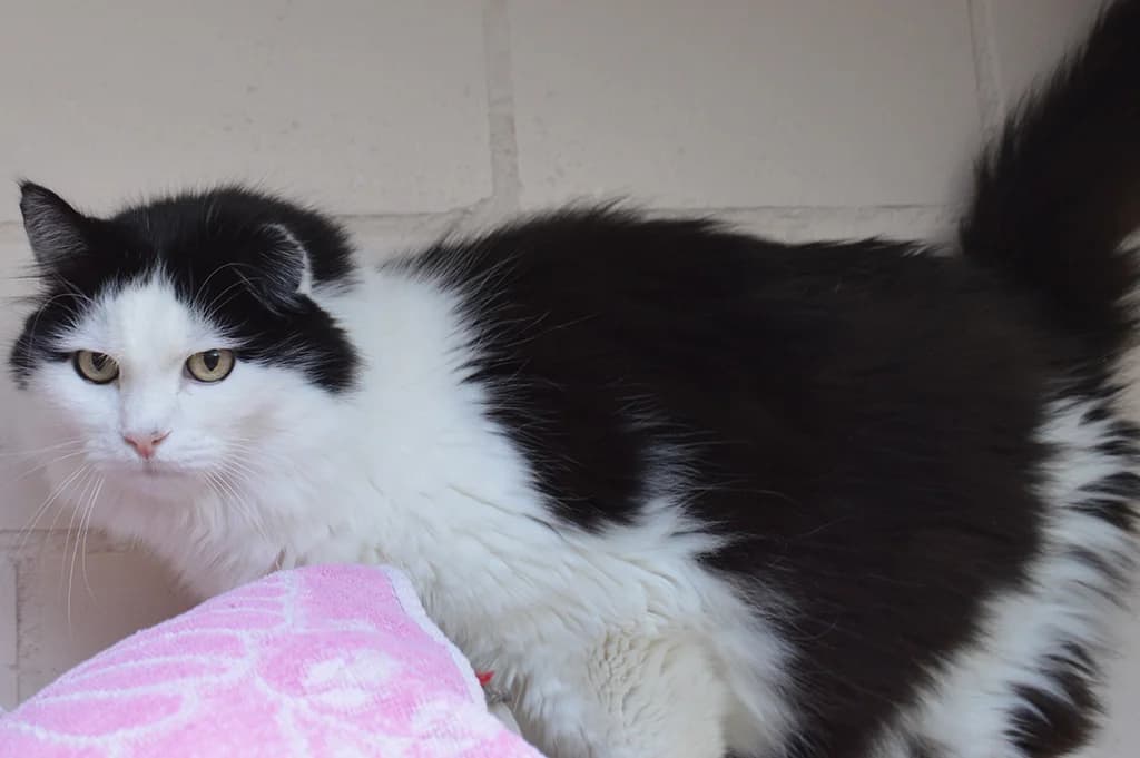 Dede, male Mixed Breed for adoption at Stiftung Paradiesli, Tierheim für Ob und Nidwalden