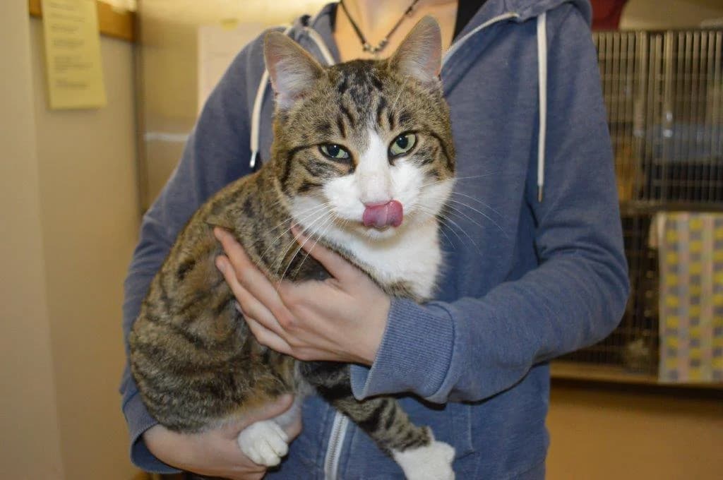 Ferdinand, male Mixed Breed for adoption at Stiftung Paradiesli, Tierheim für Ob und Nidwalden